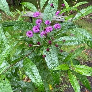 Meet your Posher, Pam